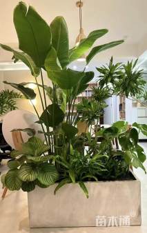 高度120厘米天堂鸟