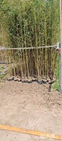 地栽苗金镶玉竹