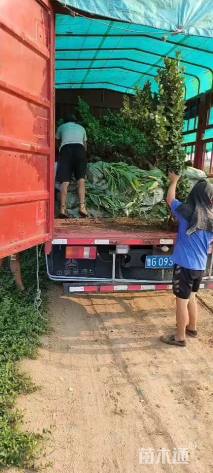 高度100厘米北海道黄杨