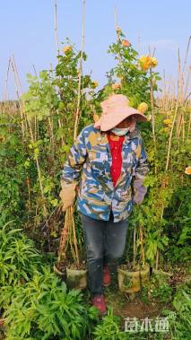 100厘米藤本月季