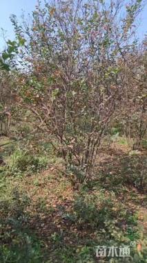 高度250厘米丛生紫薇