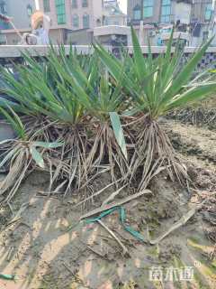 高度80厘米剑麻