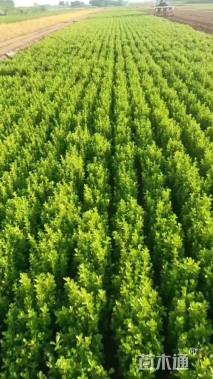 高度40厘米小叶黄杨