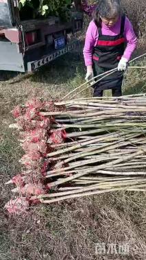 高度200厘米枫香小苗