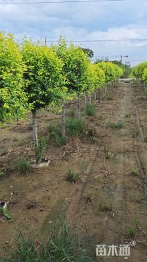 冠幅120厘米金叶榆球