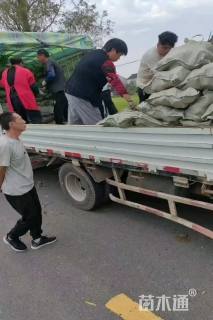 高度25厘米水生鸢尾