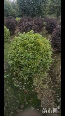 冠幅80厘米金森女贞球