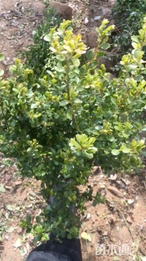 冠幅50厘米瓜子黄杨球