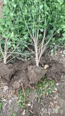 高度150厘米北海道黄杨