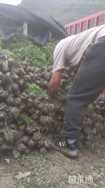 高度50厘米小叶女贞