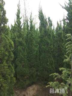高度400厘米柏树