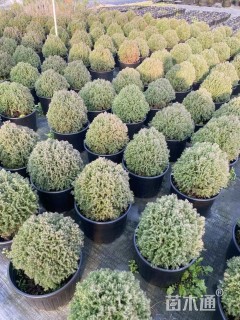 高度20厘米球柏