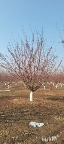 高度400厘米当娜海棠