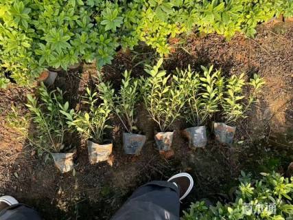 高度25厘米毛鹃