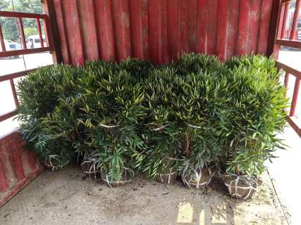 高度60厘米狭叶十大功劳