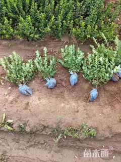 高度40厘米卫矛