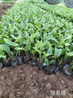 高度30厘米紫花玉簪