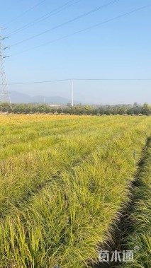 高度30厘米金叶石菖蒲