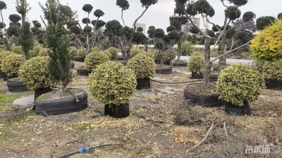 高度120厘米金边埃比胡颓子