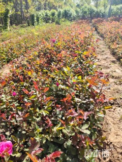 高度30厘米月季
