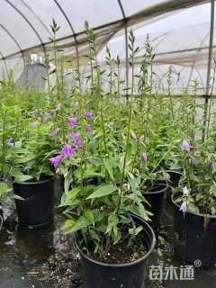 高度40厘米风铃草