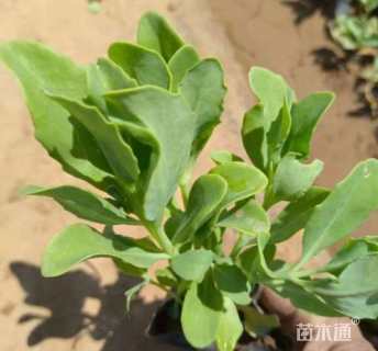 高度10厘米八宝景天