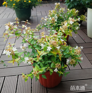 高度50厘米大花六道木