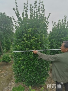 高度200厘米大叶黄杨柱