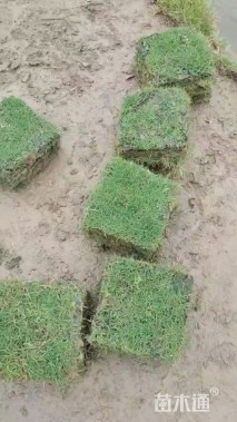 草卷状马尼拉草