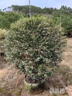 冠幅150厘米银姬小蜡球