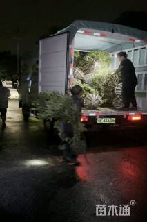 冠幅150厘米无刺枸骨球