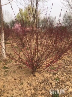 高度200厘米丛生榆叶梅