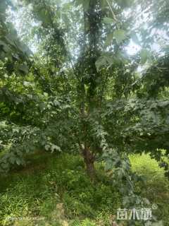 25公分茶条槭