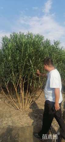 高度250厘米夹竹桃