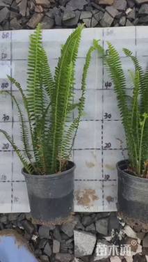 高度45厘米肾蕨