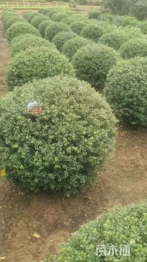 冠幅80厘米龟甲冬青球