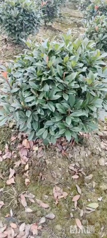 冠幅80厘米红叶石楠球