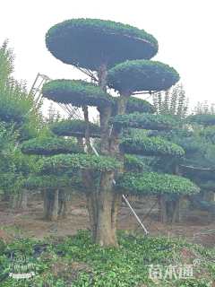 70公分对节白蜡