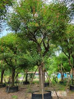 30公分鸡冠刺桐