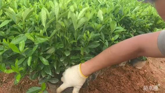 高度30厘米大叶栀子