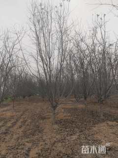 14公分垂丝海棠