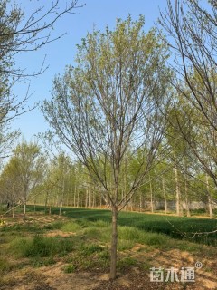 12公分美国红枫