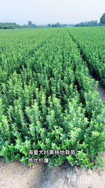 高度50厘米大叶黄杨