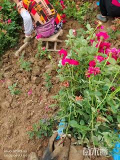 高度60厘米香水月季