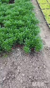 高度20厘米黄金菊