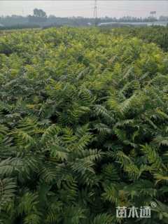 高度150厘米珍珠梅