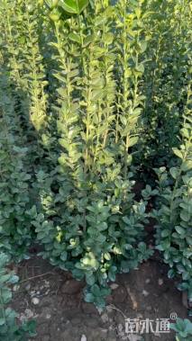 高度150厘米北海道黄杨