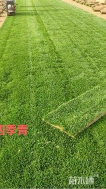 高度5厘米青绿苔草