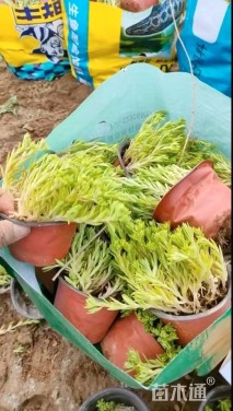 高度15厘米垂盆草