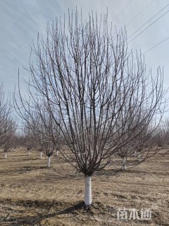 13公分绚丽海棠